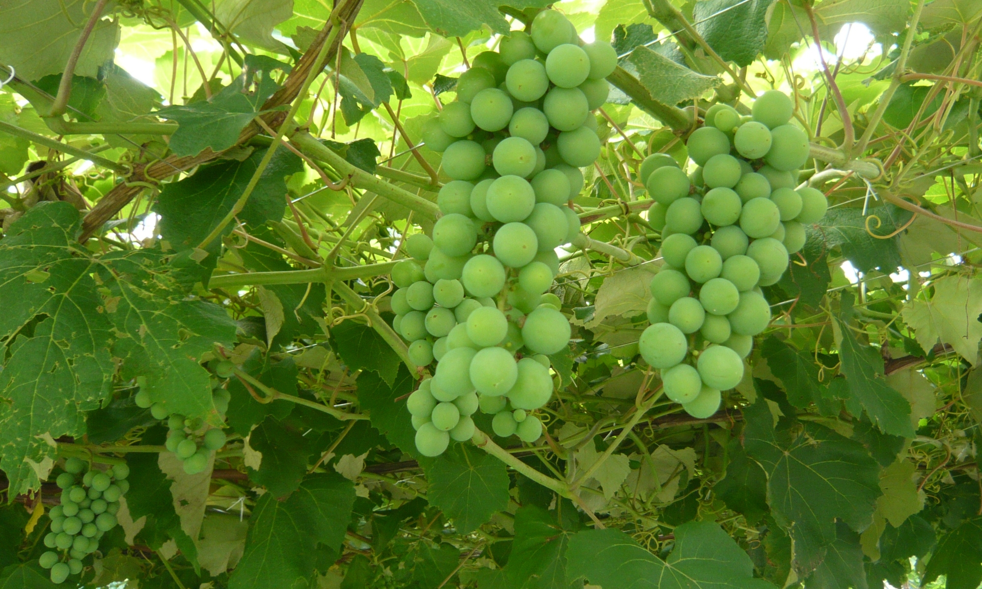 ブルゴーニュ通信局 ブルゴーニュ地方を中心にフランスの様々な観光地やそこに住む人達の様子、そして従来のガイドブックでは収まりきれない現地